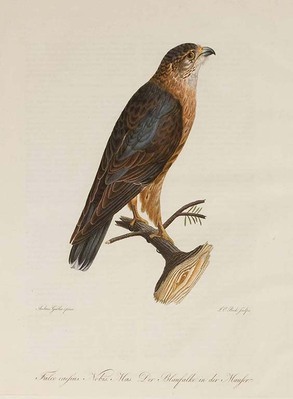 16674
<br/>
Naturgeschichte der Vögel Deutschlands in getreuen Abbildungen und Beschreibungen. = Histoire naturelle des oiseaux de l'Allemagne représentés d'après nature et décrits.
<br/>
<em></em>